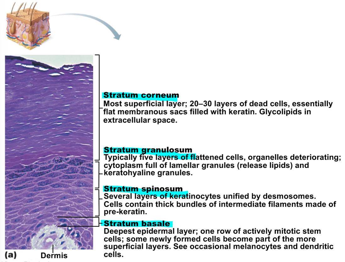 <p>Q: Touch sensors of the epidermis: tactile cells</p><p>Q: The principal role of melanin is to: shield the nucleus from damage by ultraviolet radiation</p><p>Q: The most important role of the eccrine sweat gland is: body temperature regulation</p><p>Q: One critical function of sebum, in addition to roles in skin softening, is that it protects against: harmful bacteria</p><ol><li><p><strong><u><mark data-color="red" style="background-color: red; color: inherit;">Skin pigments</mark></u></strong></p></li></ol><p>a) Melanin: Gives you brown color</p><ul><li><p>Made by melanocytes</p></li><li><p>Transported to keratinocytes and forms pigment shields</p></li><li><p>Melanin sits on top of keratinocytes and protects DNA from damage by UV</p></li></ul><p>b) Carotene: Carrots! Pigment is yellow/orange (palms or soles of feet)</p><p>c) Hemoglobin: Protein in red blood cells that carries O2</p><ul><li><p>Responsible for pinkish hue of skin</p></li></ul><p></p><ol start="2"><li><p>Appendages of the Skin</p></li></ol><p>a) hair</p><p>• Dead keratinized cells of hard keratin</p><ul><li><p>More durable than soft keratin of skin</p></li></ul><p>• Not in palms, soles, lips, nipples, portions of external genitalia</p><p>• Functions include:</p><ul><li><p>Warn of insects on skin</p></li><li><p>Physical trauma</p></li><li><p>Heat loss</p></li><li><p>Sunlight</p></li></ul><p>• Hair pigments</p><ul><li><p>Melanins (yellow, rust, brown, black)</p></li><li><p>Gray/white hair: decreased melanin production, increased air bubbles in shaft</p></li></ul><p>b) nails</p><ul><li><p>Scalelike modifications of epidermis</p></li><li><p>Protective cover for distal, dorsal surface of fingers and toes</p></li><li><p>Contain hard keratin</p></li></ul><p>c) sweat glands</p><ul><li><p>Eccrine (merocrine): Found everywhere especially in the palms, soles of feet, and forehead</p><ul><li><p>Function: to cool the body (thermoregulation)</p></li><li><p>Mainly composed of water and salts (electrolytes)</p></li></ul></li><li><p>Apocrine: Found in axillary (armpit) and anogenital (anus)</p><ul><li><p>Tend to be stinky</p></li><li><p>Ducts connect to hair follicles</p></li><li><p>Specialized ones:</p><ul><li><p>Ex: ceruminous glands= secrete cerumin (ear wax)</p></li><li><p>Ex: mammary glands= secrete milk</p></li></ul></li></ul></li></ul><p>d) sebaceous oil glands</p><ul><li><p>Widely distributed</p></li><li><p>Most develop from hair follicles and secrete into hair follicles</p></li><li><p>Become active at puberty</p></li><li><p>secrete sebum</p><ul><li><p>Oily secretion that softens hair and skin; is also bactericidal</p></li></ul></li></ul><p></p>
