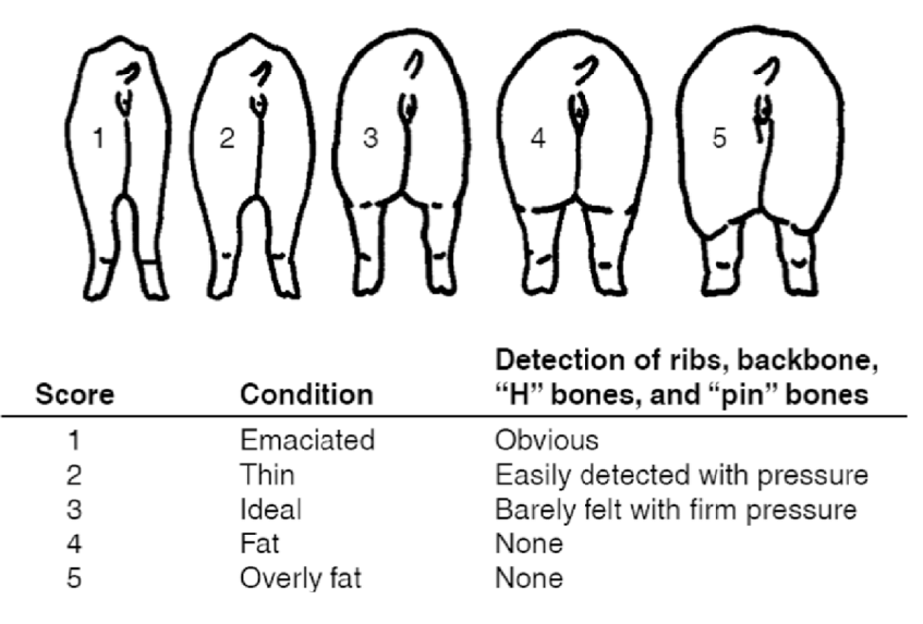 <p>3 is ideal</p><p>1-2 is too thin</p><p>4-5 is too much</p>