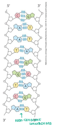 <p><strong><u>Nucleic Acid Macromolecules</u></strong></p><ul><li><p>Nucleic Acid interactions are ______</p></li></ul><p>Intramolecular (of nucleic acid) = covalent</p><p>Intermoleculer (between two nucleic acids) = noncovalent H-bond</p>