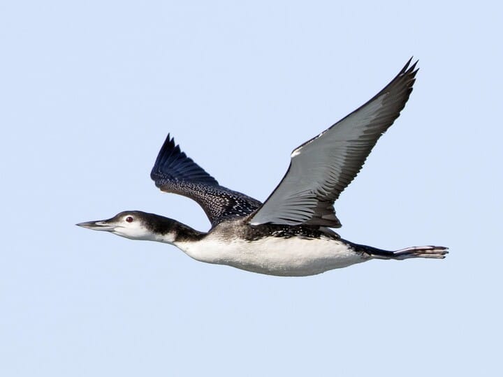 <p>Common Loon</p>