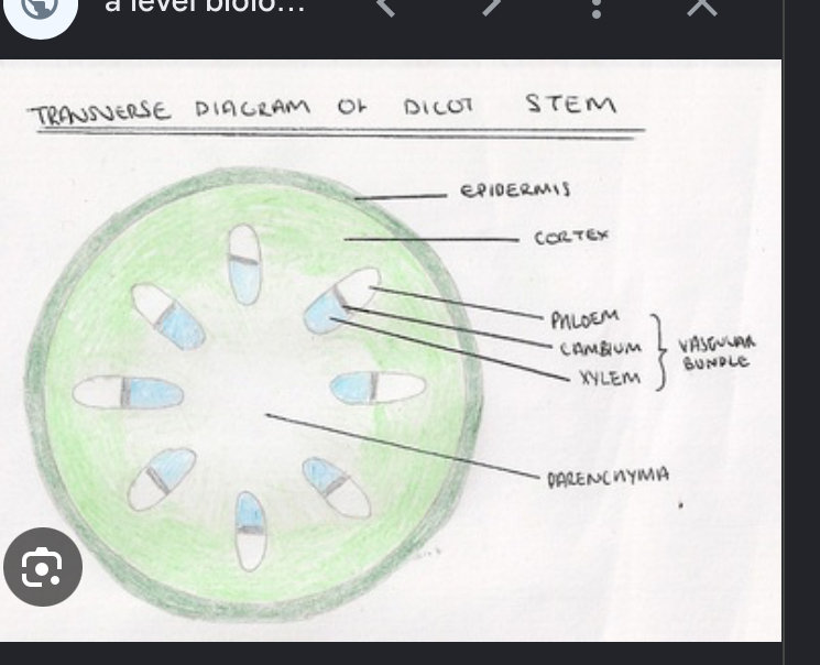 <p>V.B are around edge to give the stem strength and support</p>