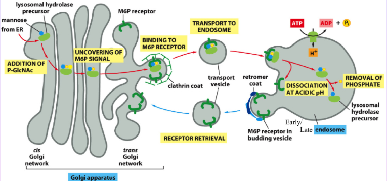<p>ARF1’s GTP is Hydrolyzed to GDP, Releasing the Coat, the Clathrin is Shed into the Cytoplasm Again The Uncoated Vesicle then Fuses with Early, Late or Recycling Endosomes</p>