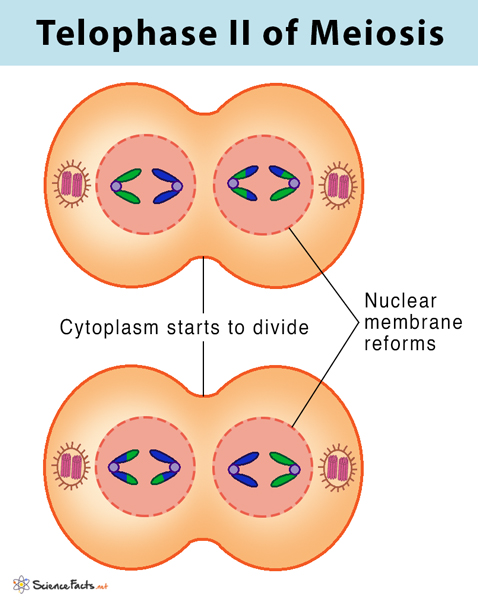 <p>Describe the Telophase II + cytokinesis stage of meiosis + be able to draw a diagram showing what happens in this stage. Also mention the number of chromosomes in this stage.- telophase diagram is here cause couldn’t be in answer don’t cheat</p>