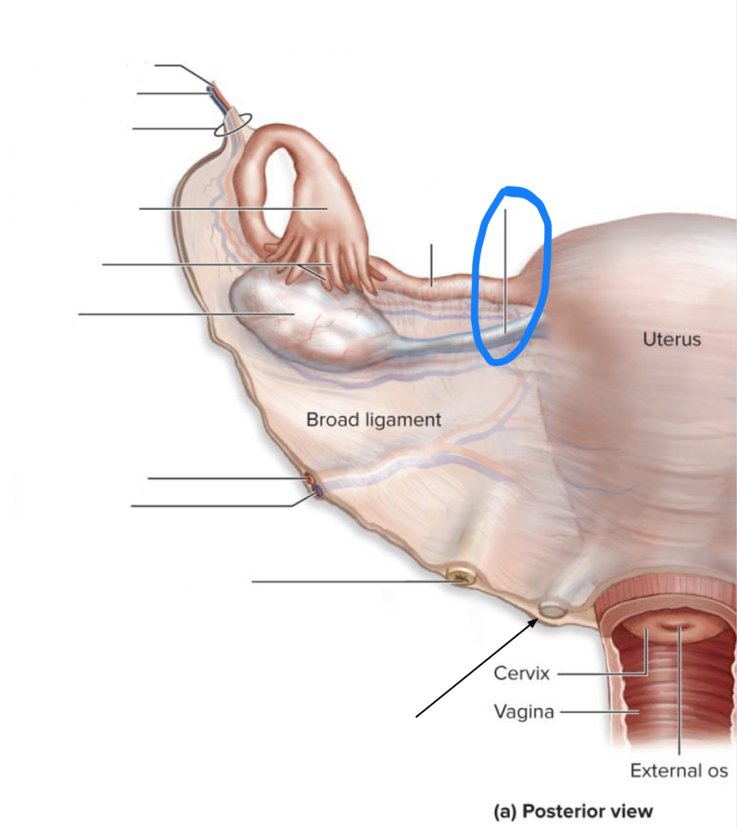 <p>What structure is this?</p>