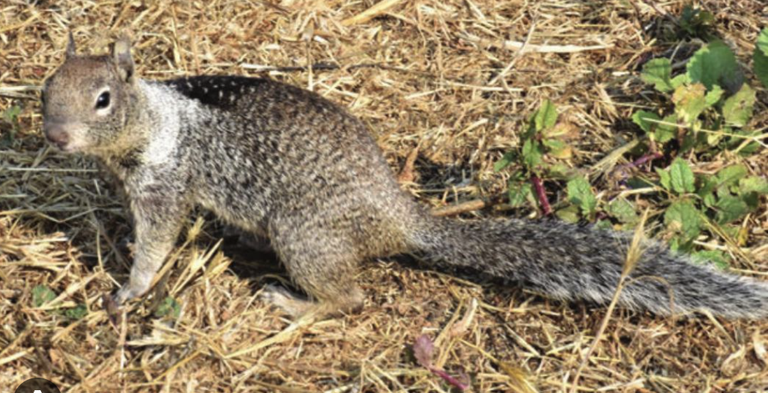 <p>Otospermophilus douglasii</p><p>Sciuridae</p><p>Rodentia</p><p>Euarchontoglires</p><p>Eutheria</p><p>Theria</p><p>Mammalia</p>