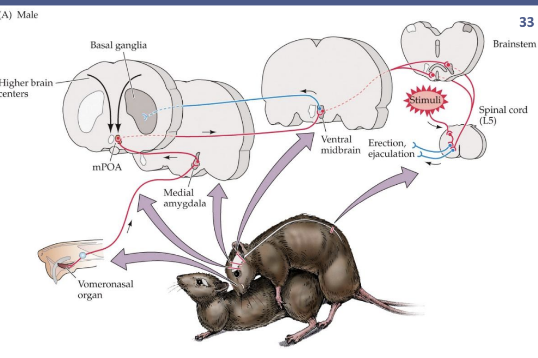 <p>Vomeronasal organ (VNO) → androgens on medial amygdala → androgens on medial preoptic area (mPOA) of hypothalamus → androgens on ventral midbrain and spinal cord</p>