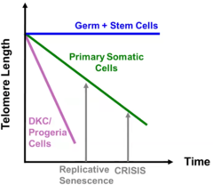<p>Stem cells and germ cells (eggs and sperm) maintain long telomeres to support development and reproduction.</p>