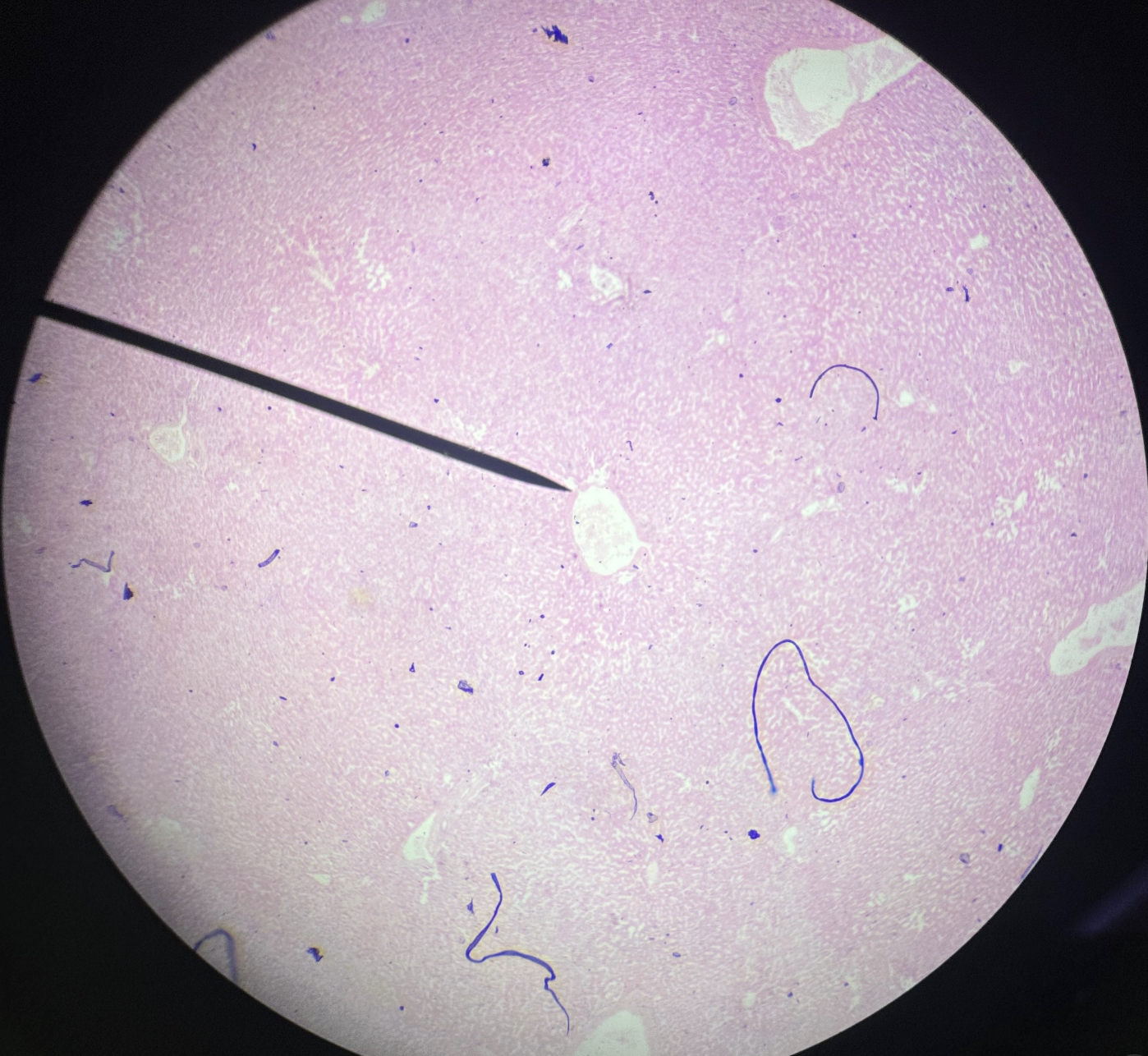 <p>Identify organ</p>