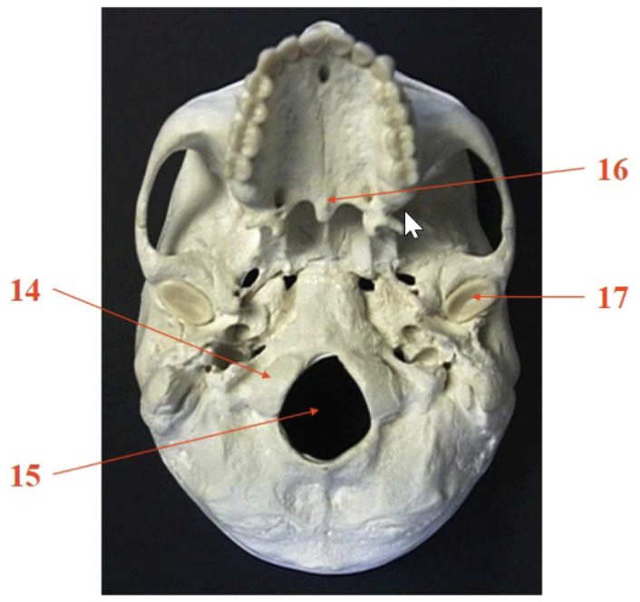 <p>17</p>