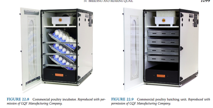 <p>Forced-air incubator</p><p>Automatic egg-turning 90° angle once/hr</p><p>Transfer eggs to hatching incubator on day 16</p><p>38°C (100°F)/50-65% humidity optimal</p><p>No food or water is needed in first 24hours after hatching</p>