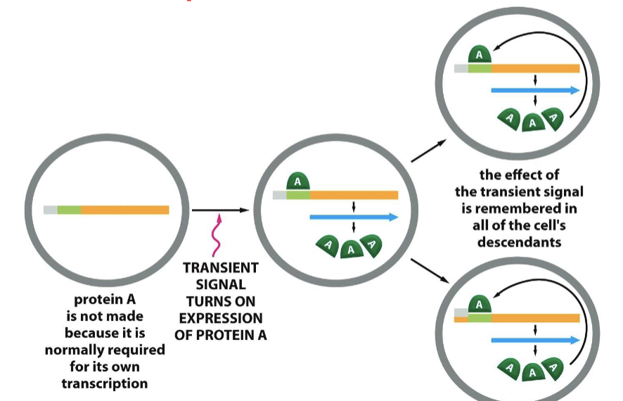 <p>once cells differentiate, they can aid in the process of new cell differentiation with <strong>already known</strong> transcription factors forming the positive feedback loop</p>