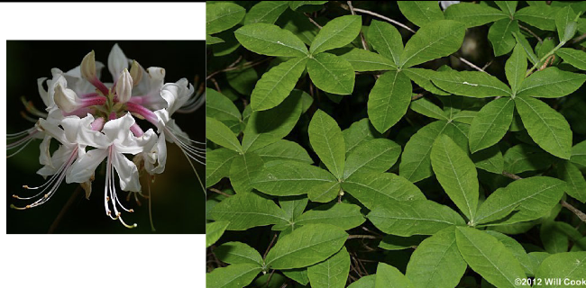 <p>Family<br>Genus<br>Species<br>Common Name</p>