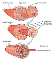 <p>muscle fibers</p>