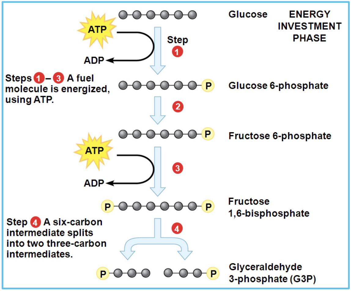 <p>Uses 2 ATP to phosphorylate glucose 2x into G3P</p>