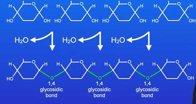 <p>Joining together a large number of alpha glucose molecules makes the polysaccharide amylose</p><p>The alpha glucose molecules are joined by 1,4 glycosidic bonds, each bond forms in a condensation reaction producing a molecule of water.</p><p>Amylose twists into complex helix with hydrogen bonds forming between glucose molecules along the chain</p>
