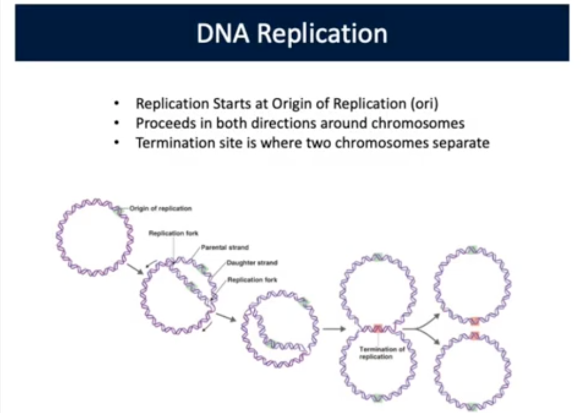 <p>Termination Site</p>