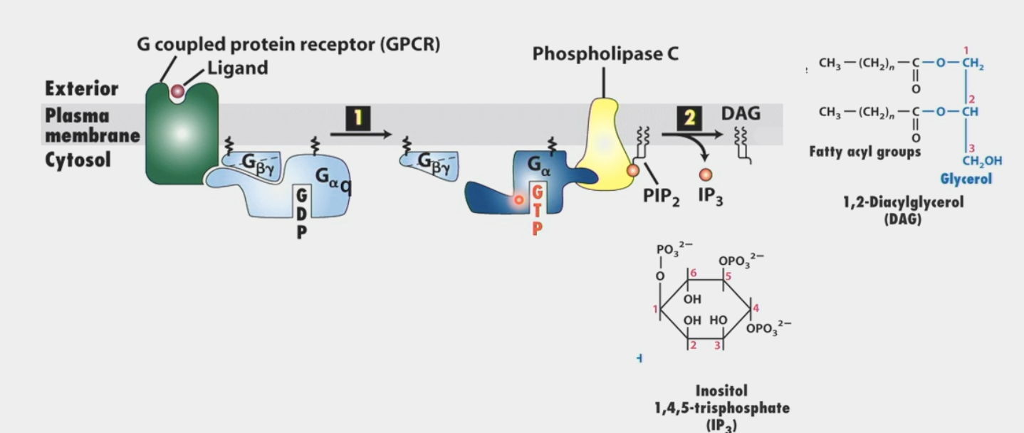<ul><li><p>common feature of signaling pathways</p></li><li><p><span>intracellular signaling molecules released by the cell in response to exposure to extracellular signaling molecules</span></p></li><li><p><span>different effector molecules will release different ones</span></p><ul><li><p><span>ex. IP<sub>3</sub> and DAG are produced by stimulation of Phospholipase C (effector)</span></p></li></ul></li></ul><p></p>
