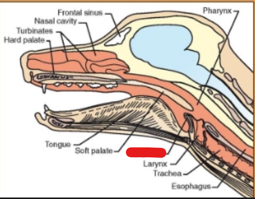 <p>what is it (Respiratory System)</p>