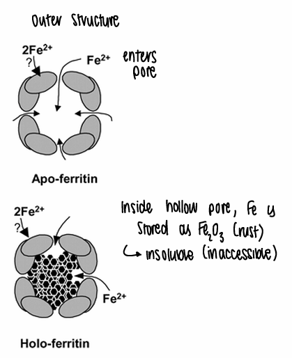 <p>The iron enters the pore, and inside the pore the Fe is stored as Fe2O3 (rust), which is insoluble and therefore inaccessible.</p>