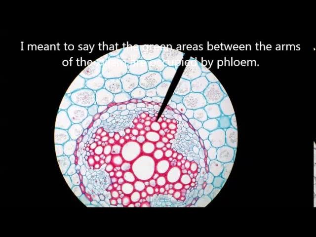 <p>Identify the type of cross section and label it</p>