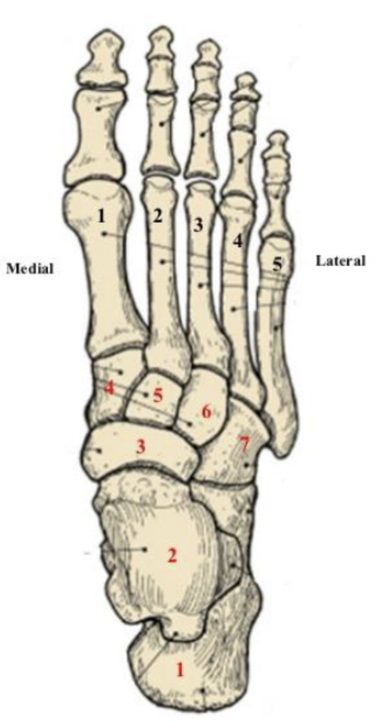 <p>name the 7 tarsal bones (dorsal (top) view of right foot)</p>