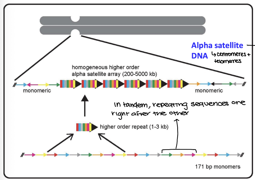 <p>highly repetitive DNA sequence</p><p>in tandem repeats</p><p>structural function (centromeres, telomeres)</p>