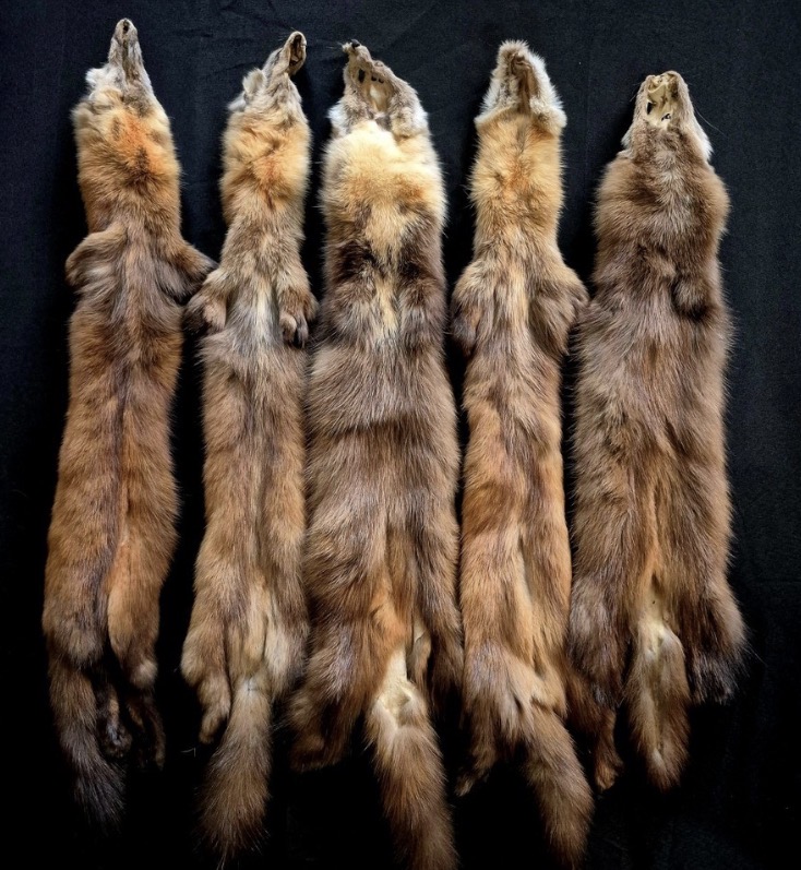 <p>Biggish, dark stripe down back</p>