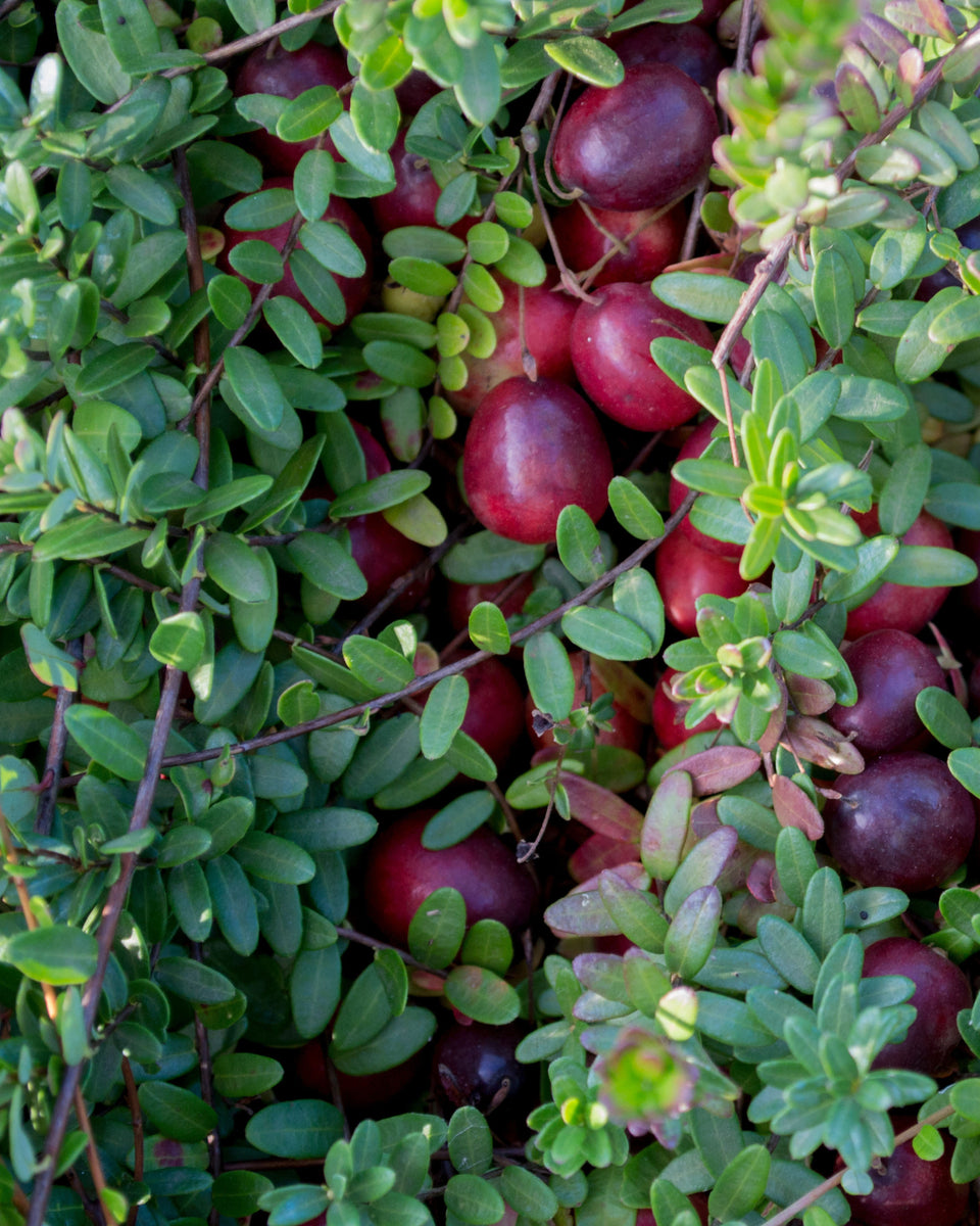 <p>Vaccinium oxycoccos (Ericaceae)</p>