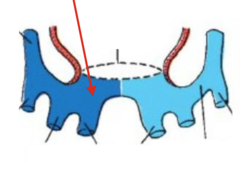 <p>blood circulates around the embryo. initially, venous return enters the left and right sinus horns via common cardinal, umbilical and vitelline veins. eventually remodelled so that it enters the right sinus horn via superior and inferior vena cava</p>