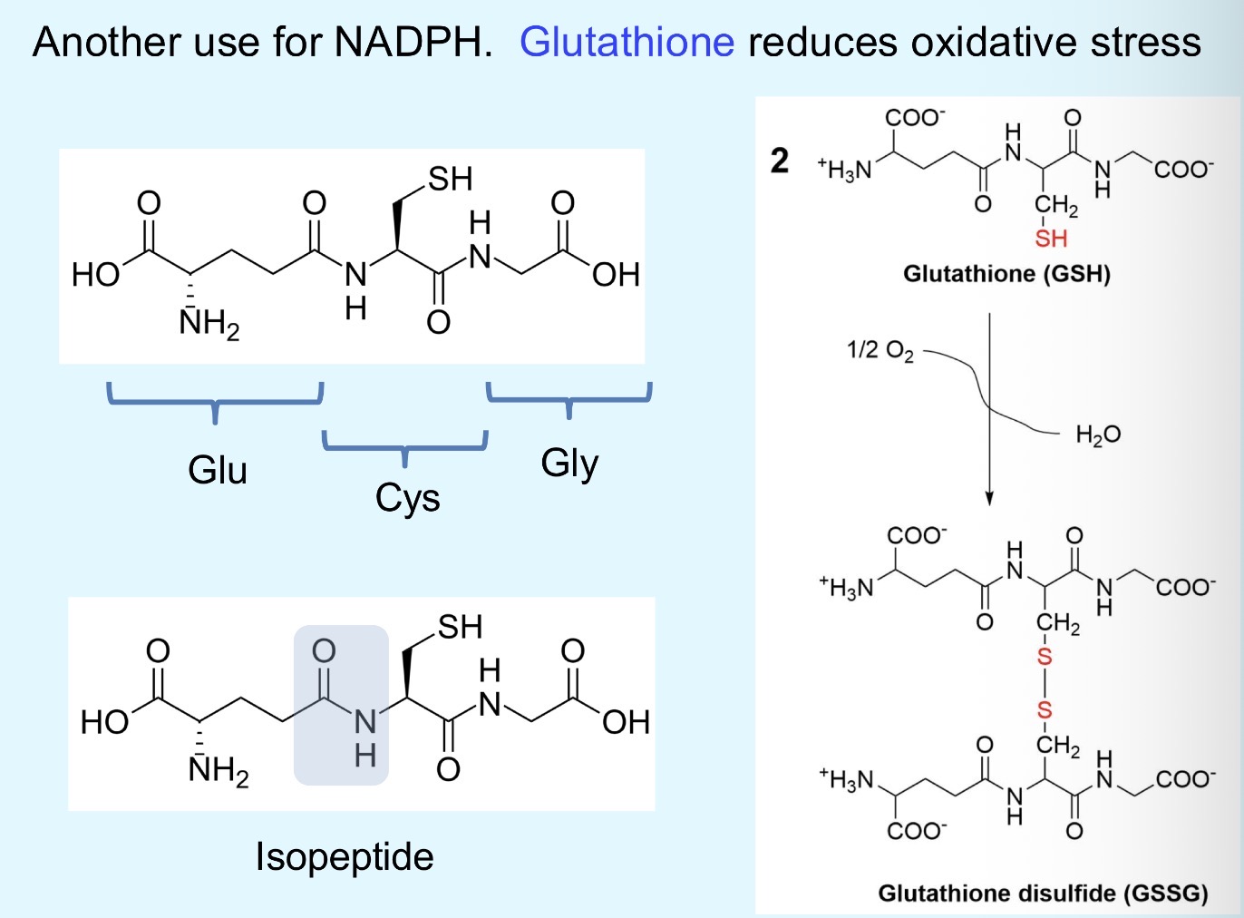 <p>NADPH is the key redox-active product that can be used for fatty acid and cholesterol synthesis, as well as antioxidant defense (glutathione)</p>