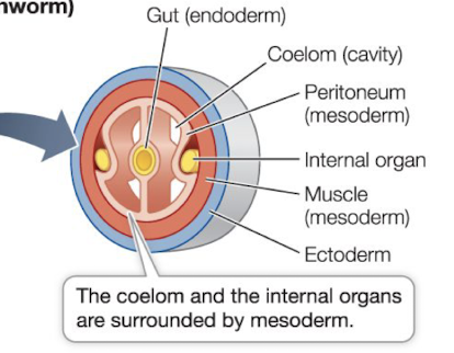 <p>body cavity is coelom (housed w/in mesoderm)</p><p>lined with layer of muscular tissue (peritoneum)</p><p>enclosed on both inside and outside by mesoderm</p>