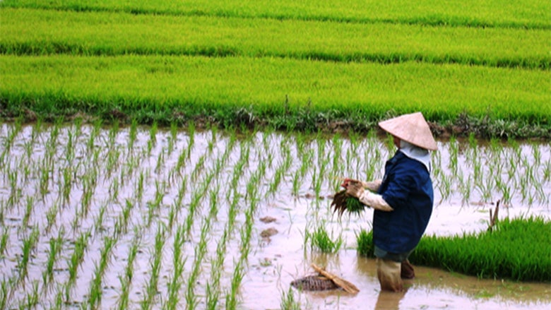 <p>rice cultivation </p>