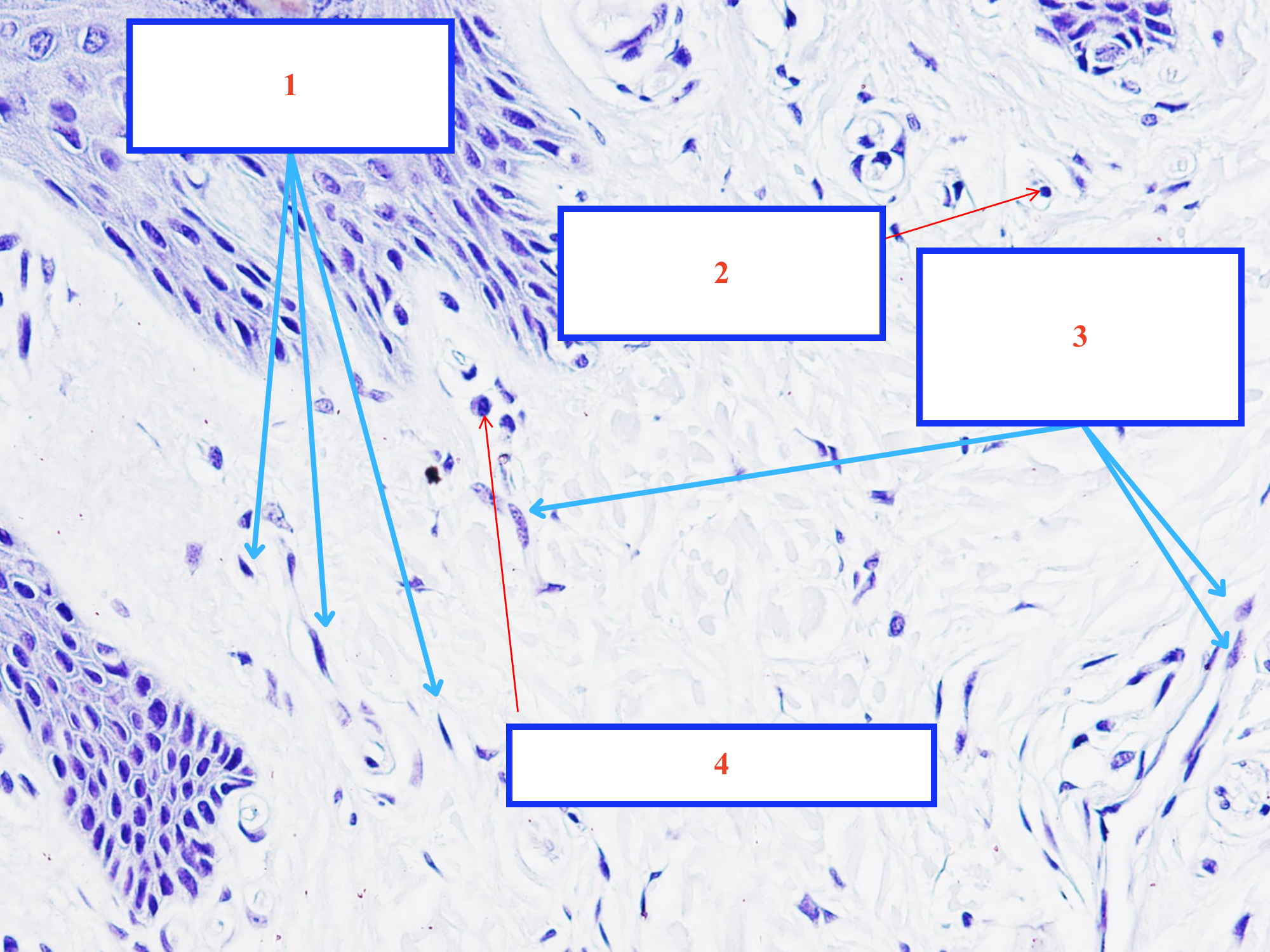 <p>Tế bào gì ?</p>