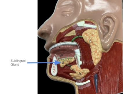<p>sublingual gland</p>