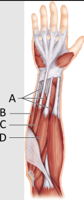 <p>Identify the palmaris longus muscle.</p>