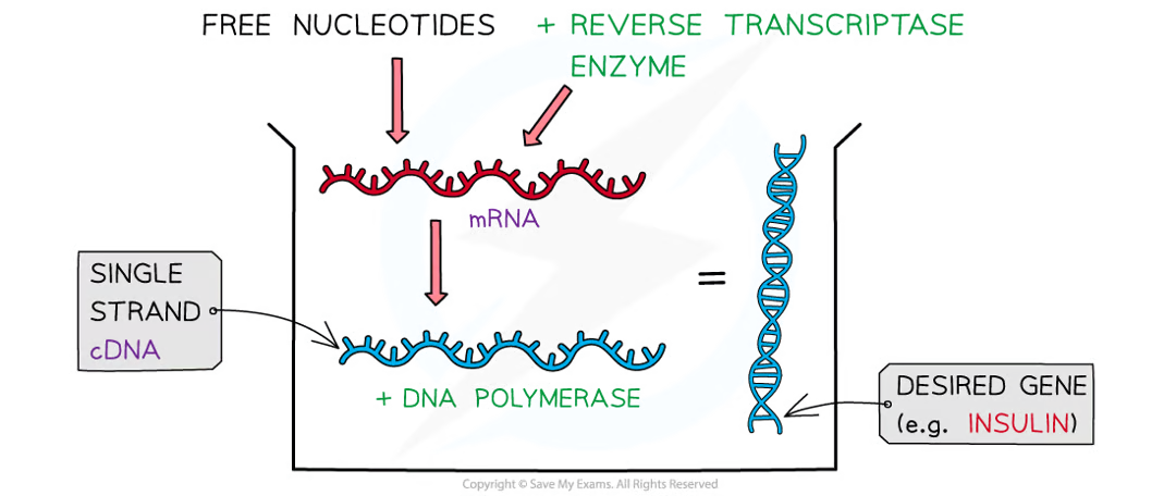 <p>easier for scientists to find the gene bc of specialisied cells making very specific types of mRNA (e.g. beta cells of pancrease = insulin mRNA) and the mRNA (therefore cDNA) has no introns</p>