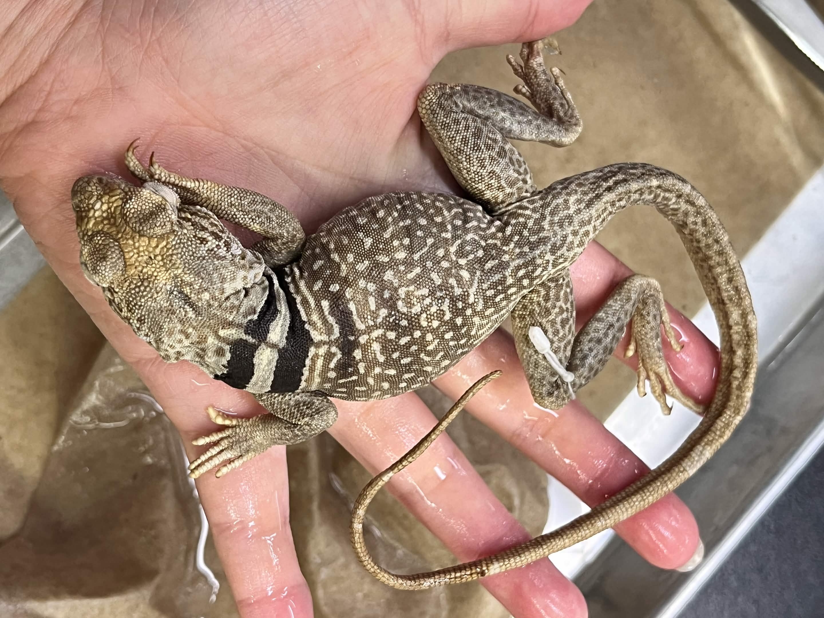 <p>Family + Species?</p><ul><li><p>Hunchback</p></li><li><p><strong>Black/White/Black Collar</strong></p></li><li><p>Colorful</p></li></ul><p></p>