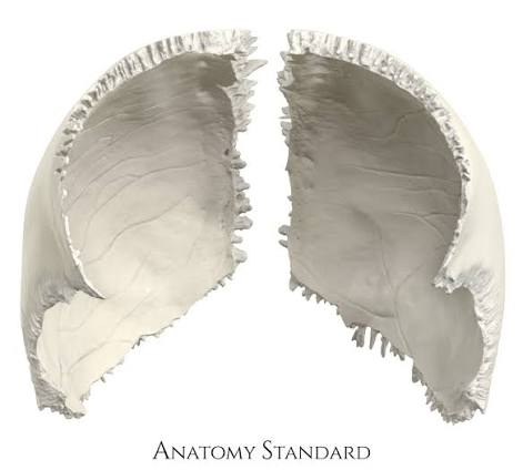 <p>which bone is this?</p>