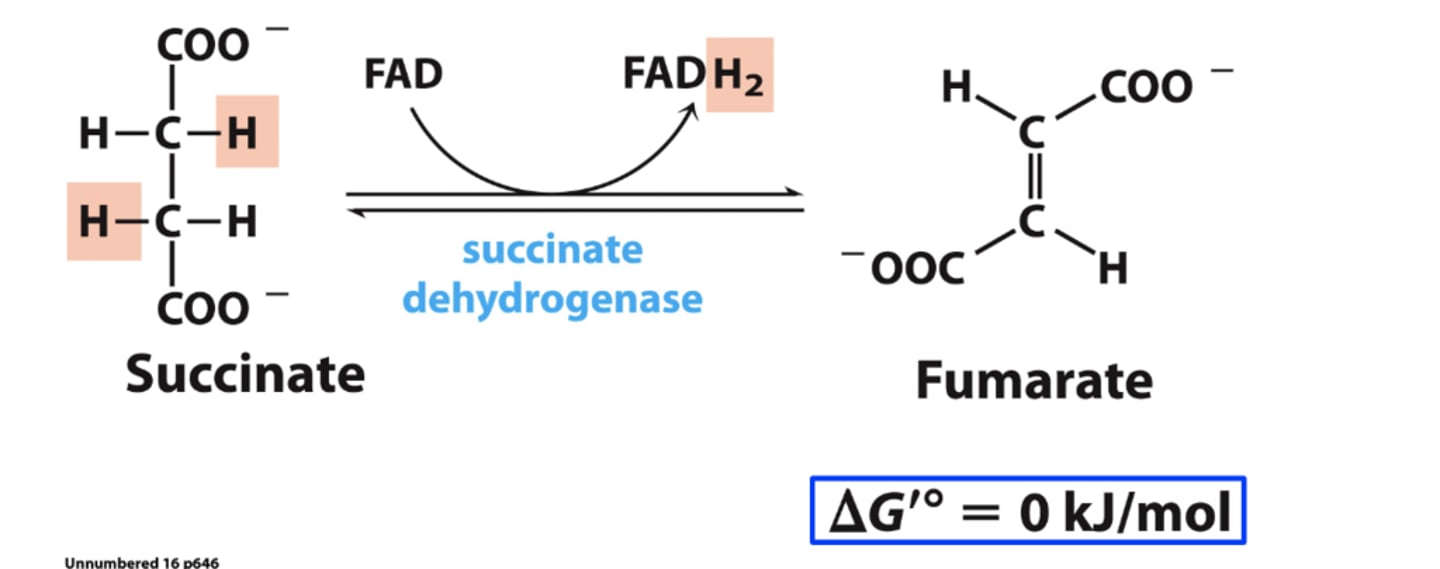 <p>succinate turned into fumarate</p>