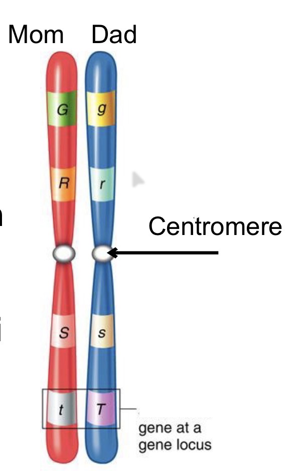 <p>What are <span>Homologous chromosomes?</span></p>
