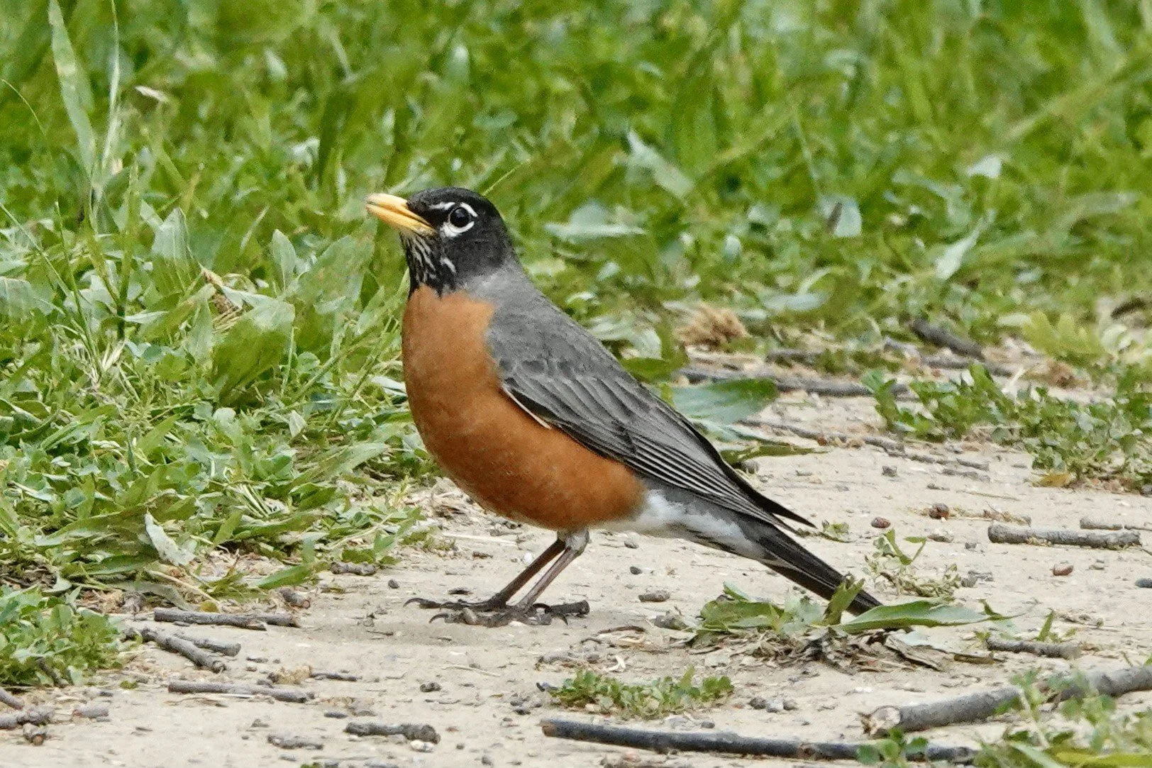 <p>Common name<br>Family</p>