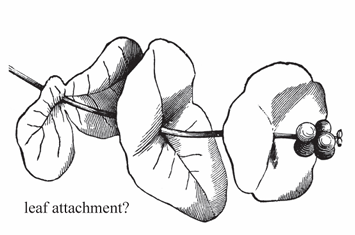 <p>A leaf attachment where the bases of two opposite leaves are fused together around the stem.</p>