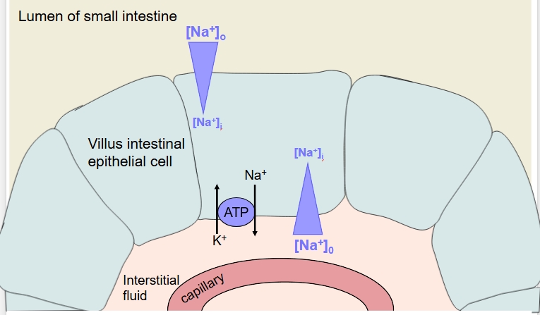 <p>via conc gradients in particular sodium can allow for carb absorption</p>