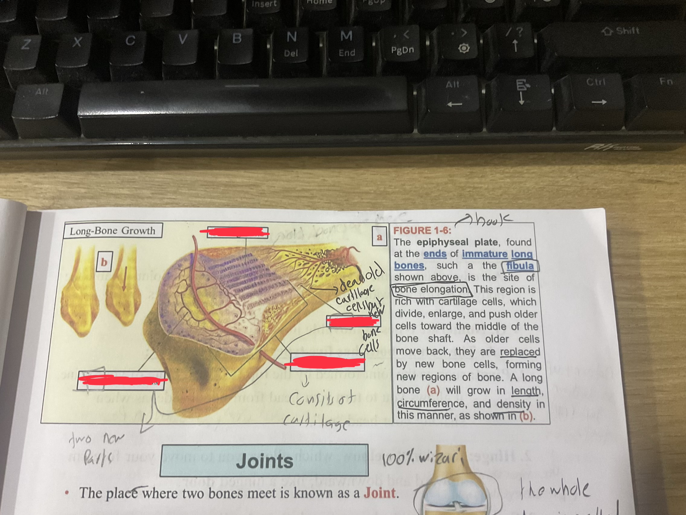 <p>Joints </p><p>The place where two bones meet is a</p>