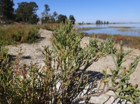 <p>Pickleweed</p>