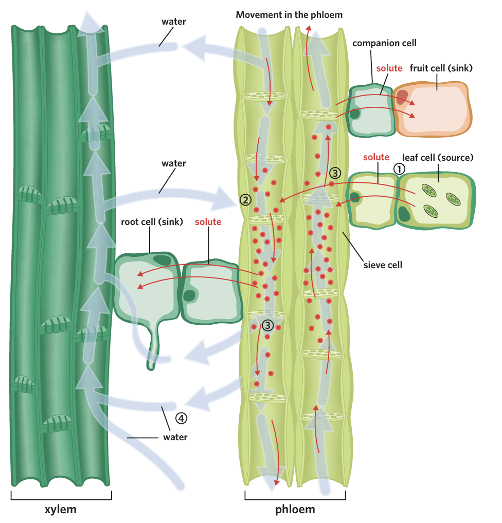 <p><span>what happens in the third step of the translocation of glucose?</span></p>