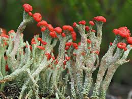 <p>Cladonia Cristatella</p>