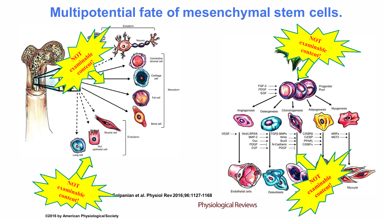 <p>What does the mesenchymal stem-cell example illustrate about cell fate? (NOT ASSESSABLE)</p>