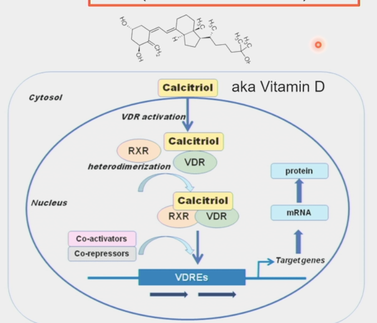 <ul><li><p>intracellular receptors for steroid hormones</p></li><li><p>hormones can diffuse through lipid bilayer membrane into the cell</p></li><li><p>control gene expression and other processes</p></li></ul><p></p>