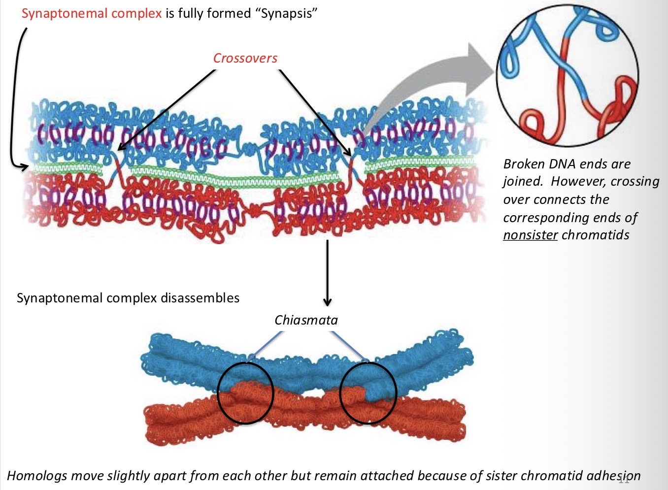 <p>Broken DNA ends are joined. However, crossing over connects the corresponding ends of nonsister chromatids.</p>